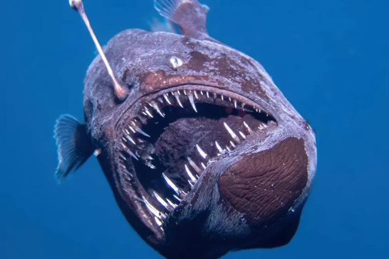 Deep sea creature. En fisk der gemmer sig i dybet