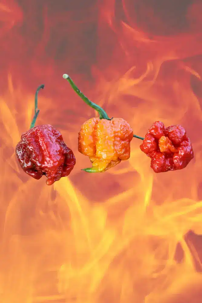 Billede af verdens tre stærkeste chilier der hedder California Reaper
