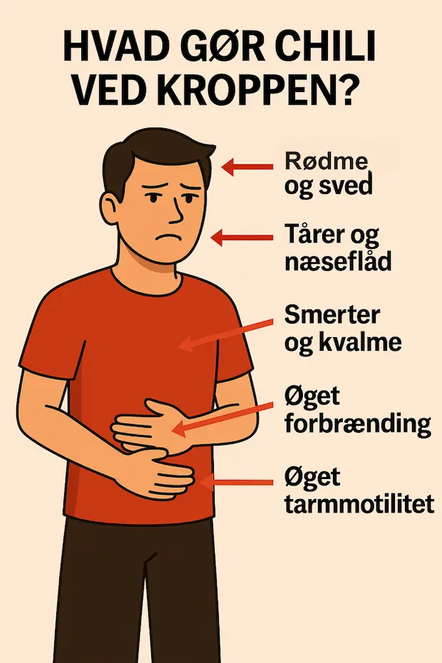 Infografik over hvad chili gør ved kroppen