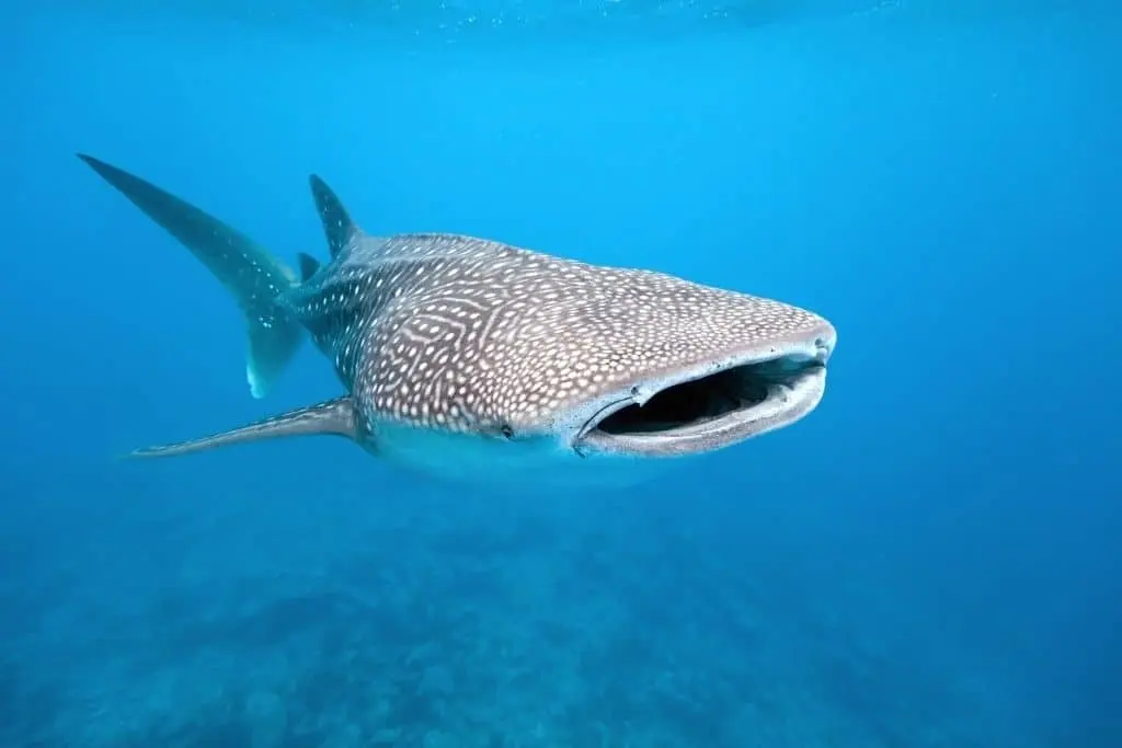 Hvalhajen ses her i et billede som verdens største fisk