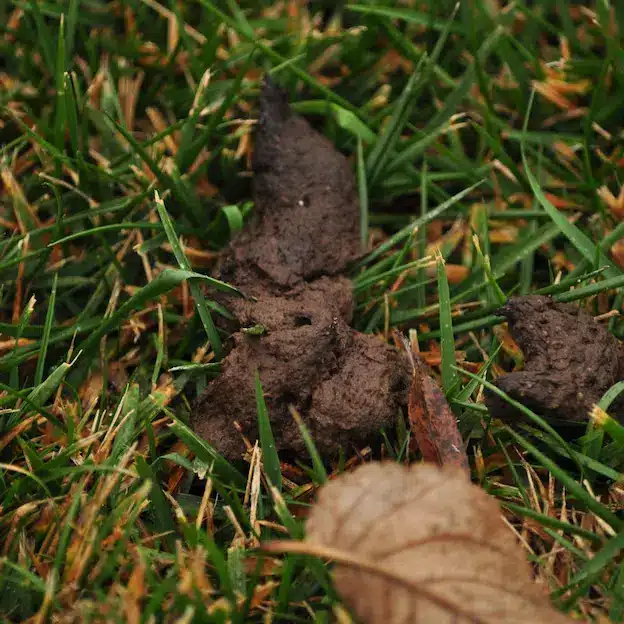 Billede af lorten fra en hund