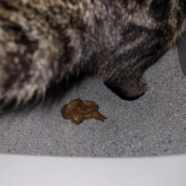 Billede af lorten fra en kat