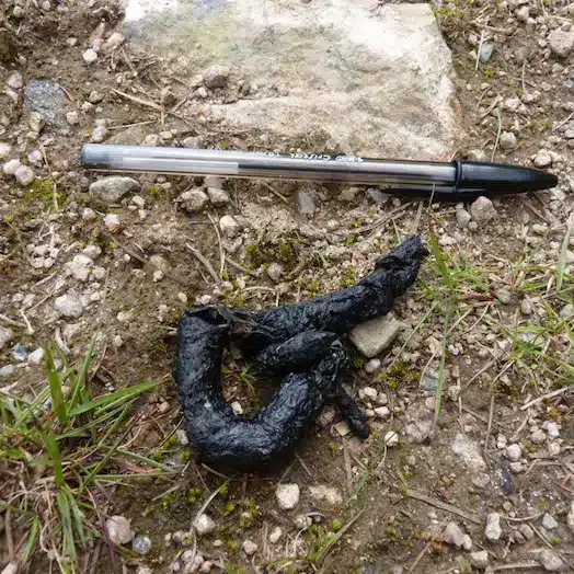 Billede af lorten fra en mår
