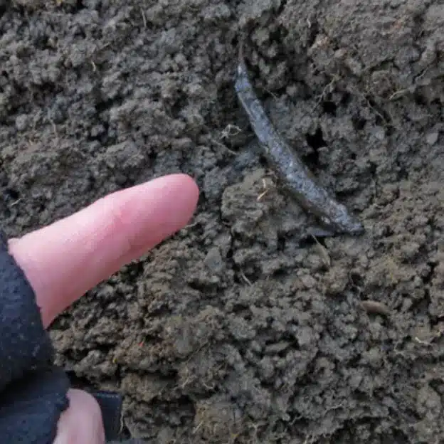 Billede af lorten fra en muldvarp