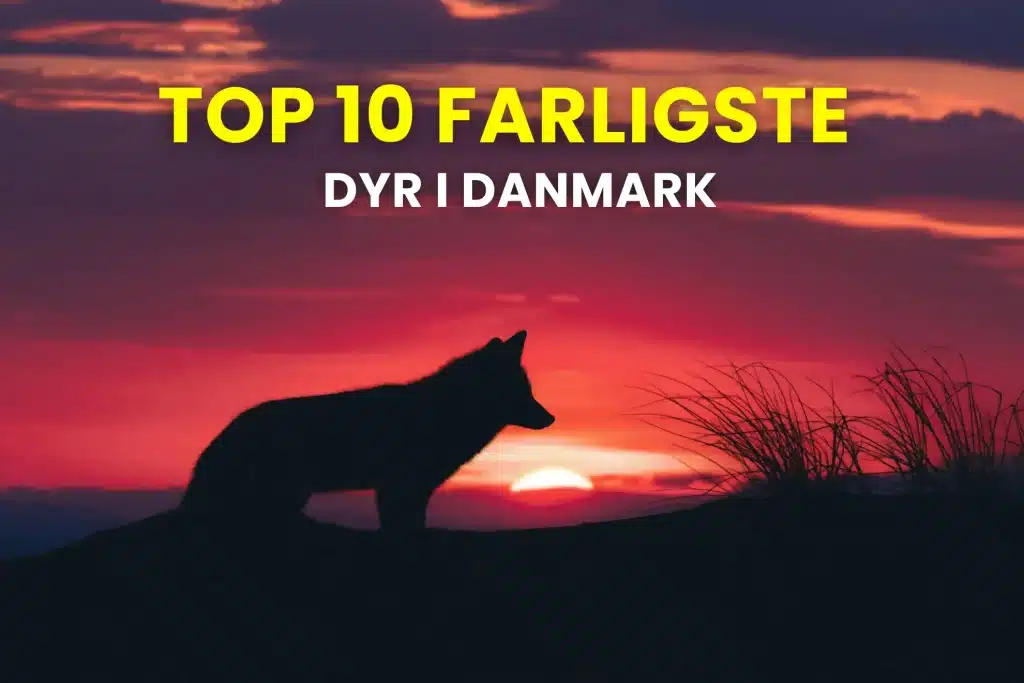 Billede af overskriften Top 10 farligste dyr i danmark. På billedet ses en ulv i den danske solnedgang