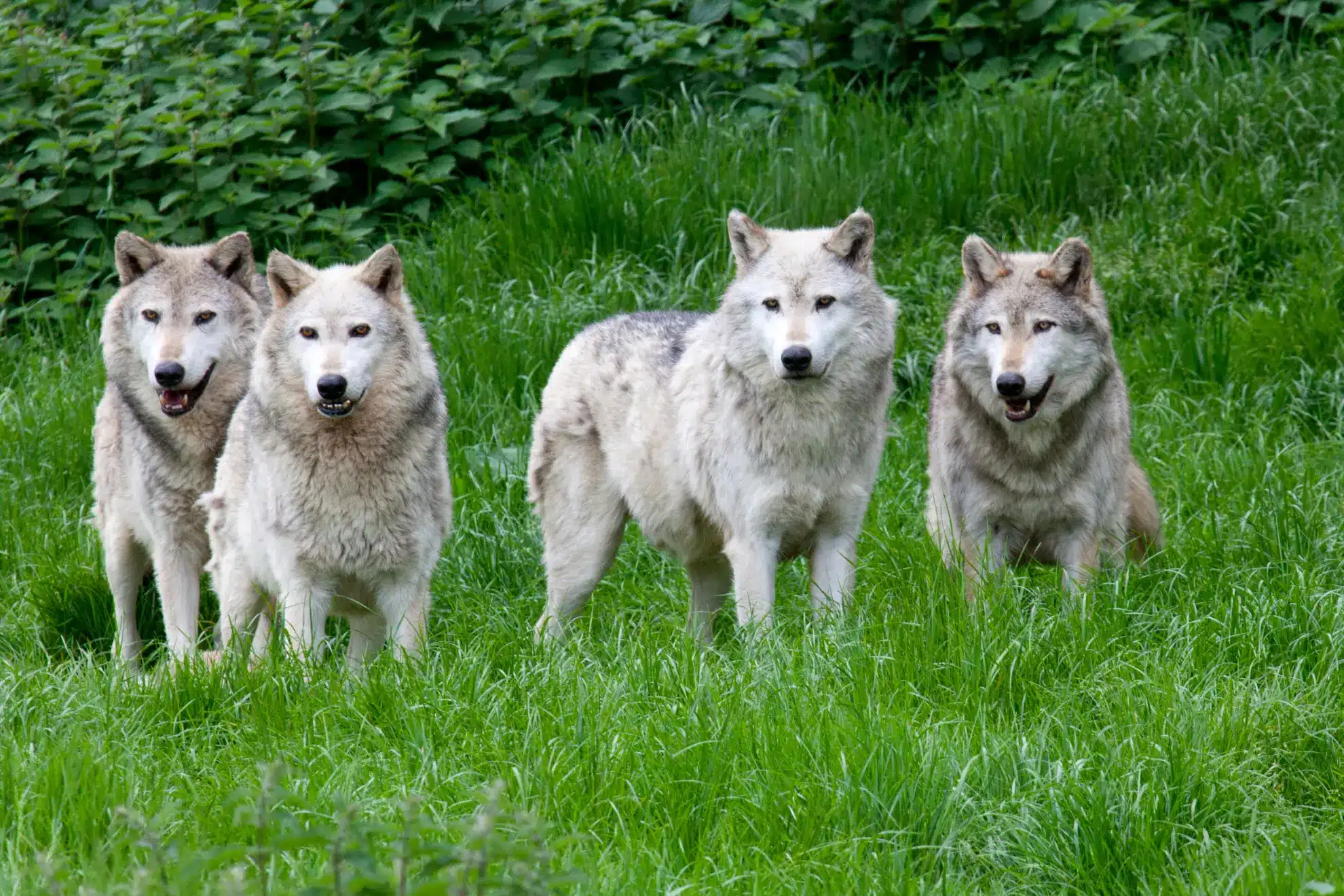 Et billede af en ulv og dens flok vækker instinktiv frygt, men risikoen for mennesker i Danmark er minimal. Der er ingen dokumenterede ulveangreb her, og ulven er i virkeligheden meget sky over for mennesker.