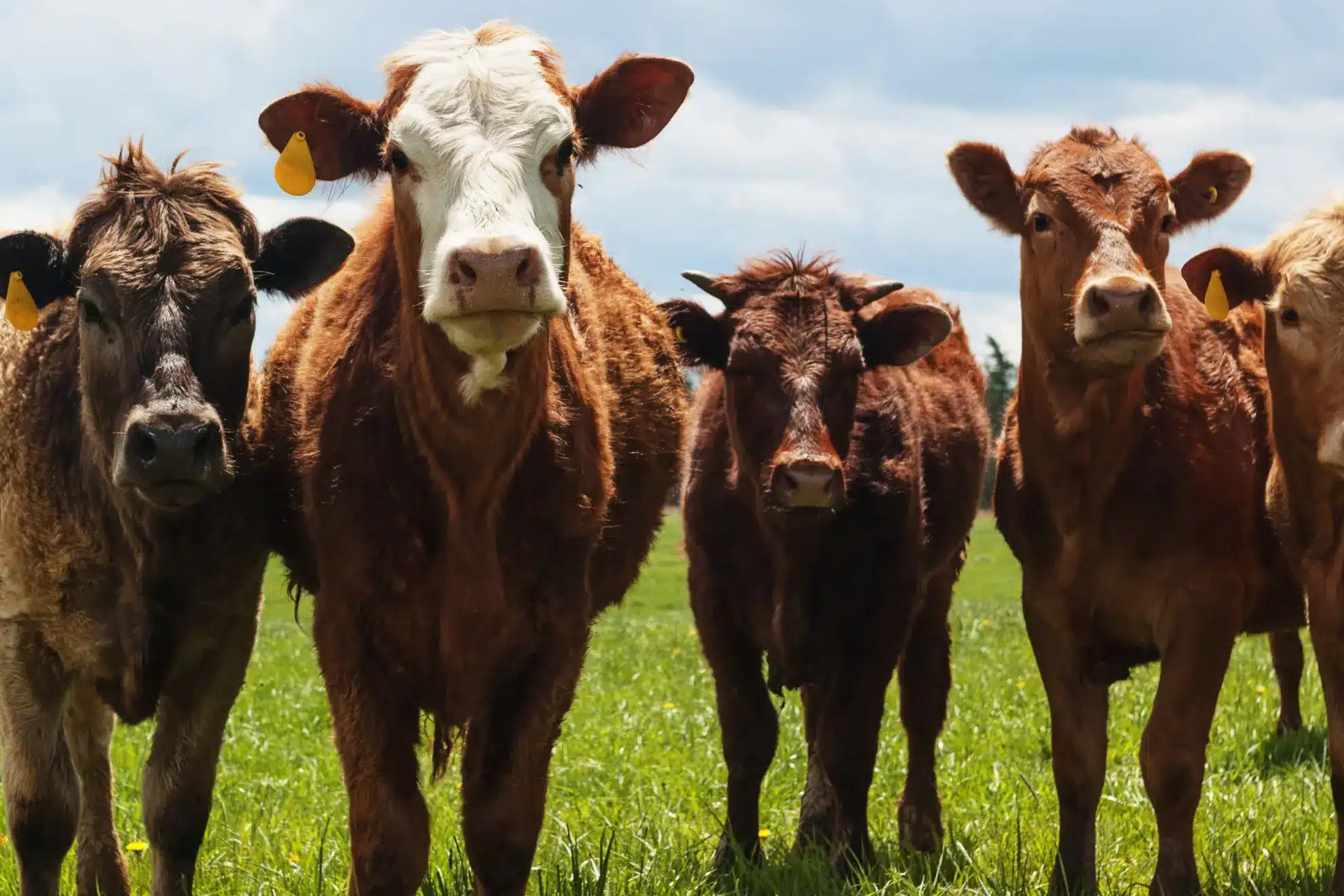 Et billede af kvæg viser husdyr, som mange forbinder med fredelige marker. Alligevel sker der hvert år alvorlige arbejdsulykker med kvæg, hvor klemskader og stangning kan koste liv.