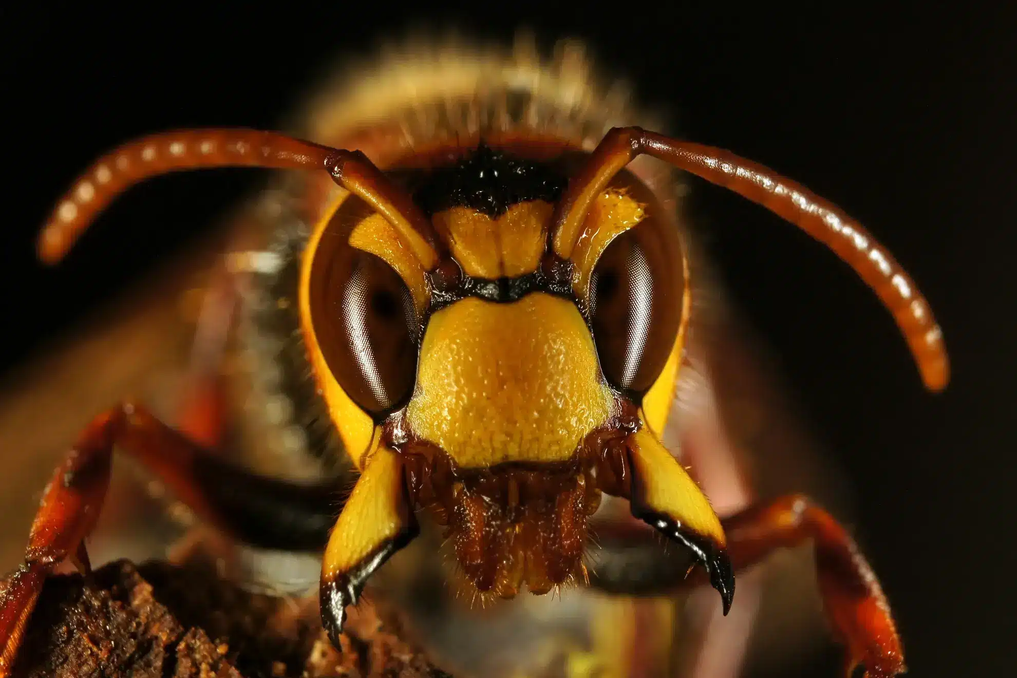 Et billede af hvepse der står for flest dødsfald i Danmark. Allergiske reaktioner efter stik er den største risiko, og derfor regnes hvepse og bier som de farligste dyr herhjemme.