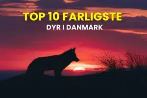 Billede af overskriften Top 10 farligste dyr i danmark. På billedet ses en ulv i den danske solnedgang