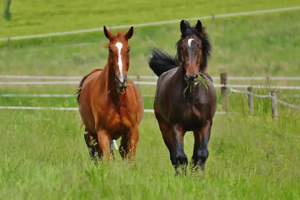 Et billede af en hest som kan give alvorlige fald og sparkeskader