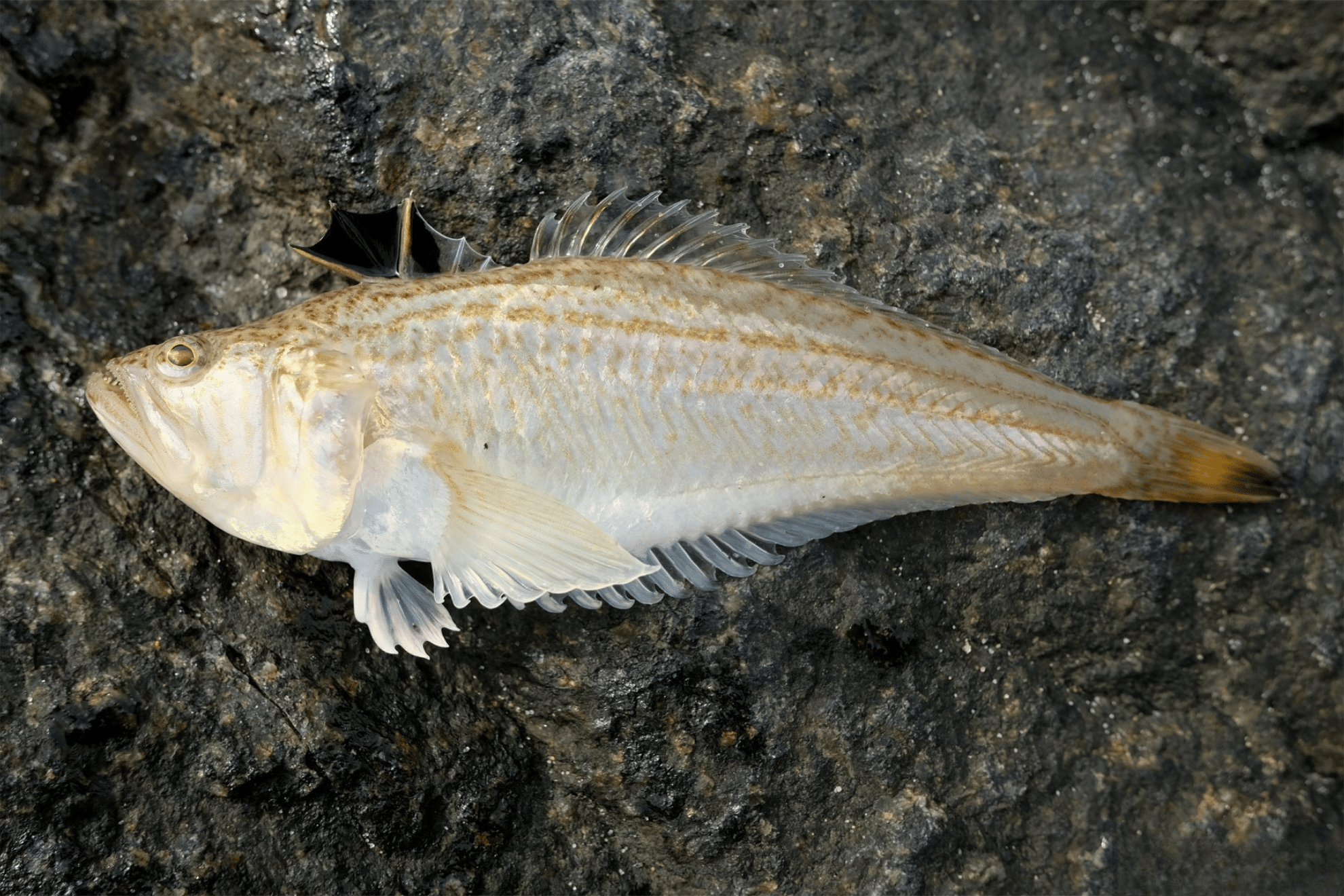 Et billede af en fjæsing viser den lille fisk, der gemmer sig i sandet på lavt vand. Den er kendt for sine giftige pigge, der giver ekstrem smerte, hvis du træder på den under en badetur.