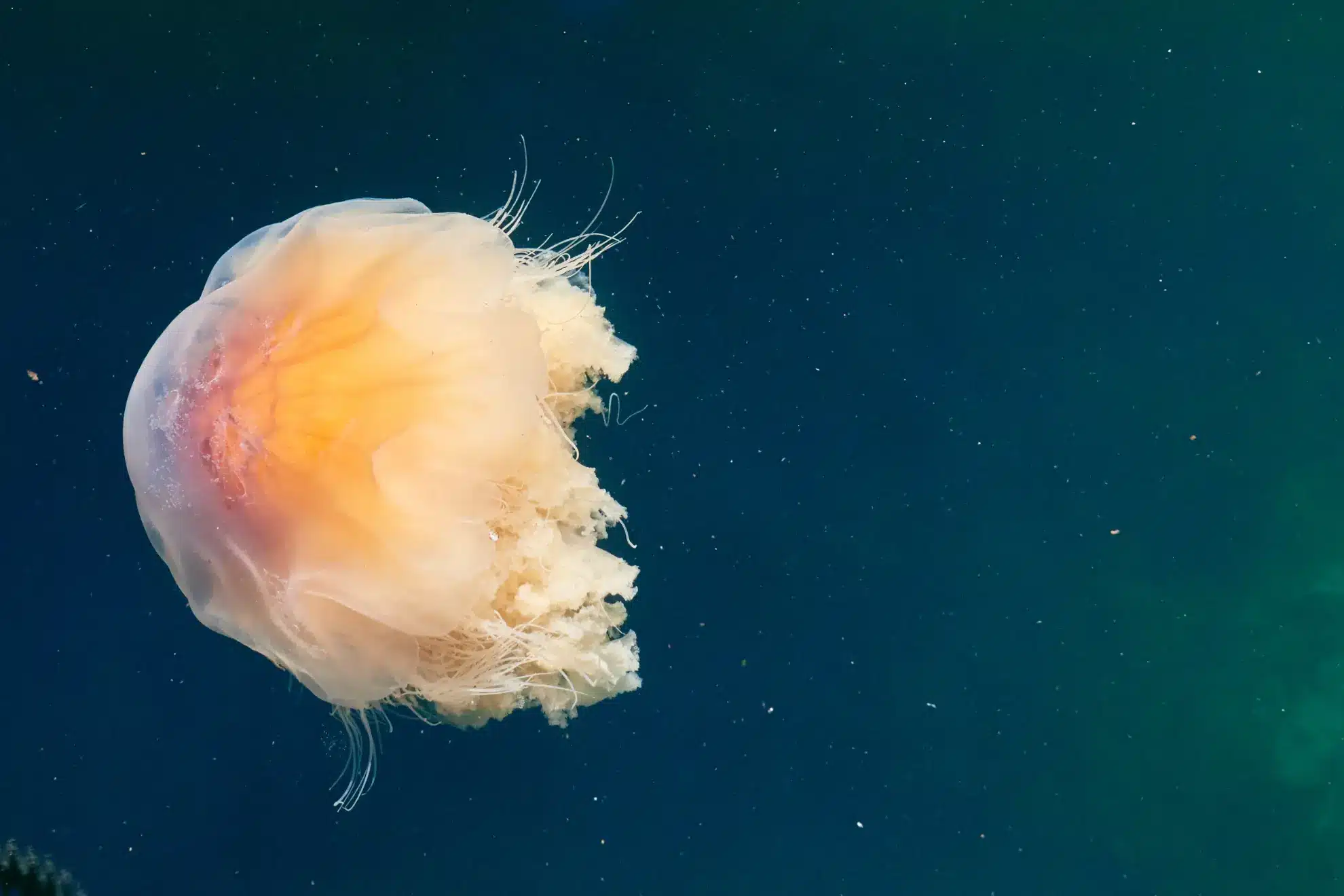 Et billede af en brandmand viser de røde eller gennemsigtige gopler, der driver i havet. Kontakt med deres nældeceller kan give smertefulde brændsår, især hos følsomme personer.