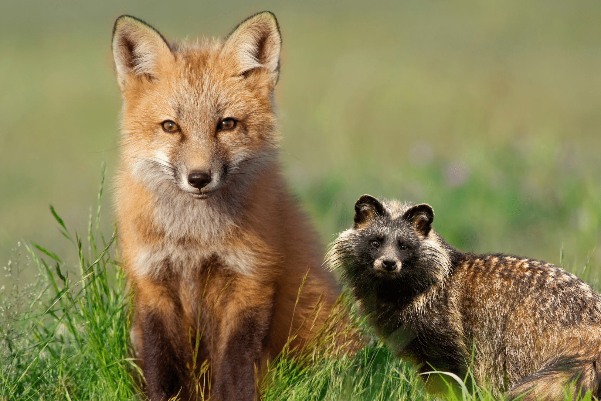 Et billede af ræv og en mårhund viser dyr, der normalt virker harmløse. De kan dog sprede parasitter som dværgbændelorm, og derfor anbefales det altid at skylle bær og svampe fra naturen grundigt.