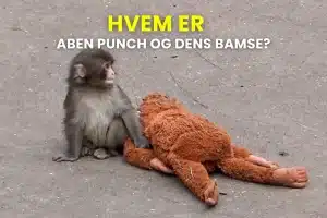 Billede af aben punch med dens bamse og teksten der siger: Hvem er aben punch og dens bamse?